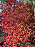 Nandina domestica (Heavenly Bamboo)