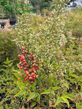 Nandina domestica (Heavenly Bamboo)