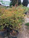 Nandina domestica (Heavenly Bamboo)