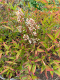 Nandina domestica (Heavenly Bamboo)