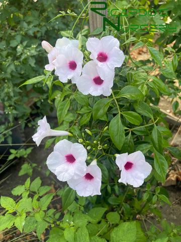 Pandorea jasminoides  (Bower Vine)