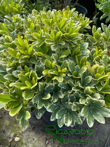 Pittosporum tobira 'Cream de Mint'   (Cream De Mint Dwarf Mock Orange)