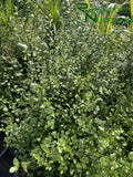 Pittosporum tenuifolium 'Silver Sheen' (Silver Sheen Kohuhu)