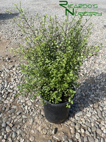 Pittosporum tenuifolium 'Silver Sheen' (Silver Sheen Kohuhu)