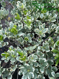 Pittosporum tobira 'Variegata' (Variegated Mock Orange)