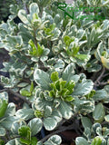 Pittosporum tobira 'Variegata' (Variegated Mock Orange)