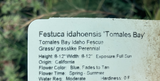Festuca idahoensis (Idaho Fescue)