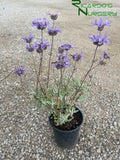 Salvia 'Allen Chickering'   (Allen Chickering Cleveland Sage)