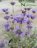 Salvia 'Allen Chickering'   (Allen Chickering Cleveland Sage)