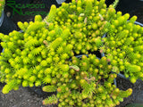 Sedum rupestre 'Angelina' (Angelina Stonecrop)