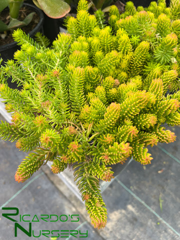 Sedum rupestre 'Angelina' (Angelina Stonecrop)