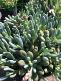 Senecio serpens (Dwarf Blue Chalksticks)