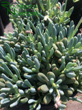 Senecio serpens (Dwarf Blue Chalksticks)