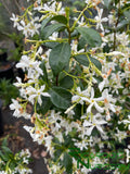 Trachelospermum jasminoides (Star Jasmine)