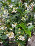 Trachelospermum jasminoides (Star Jasmine)