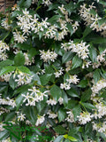 Trachelospermum jasminoides (Star Jasmine)