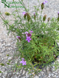 Verbena lilacina 'De La Mina'  (Lilac Verbena)