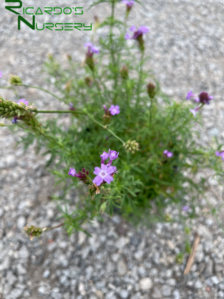 Verbena lilacina 'De La Mina' (Lilac Verbena) – Ricardo's Nursery