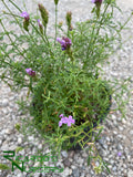 Verbena lilacina 'De La Mina'  (Lilac Verbena)