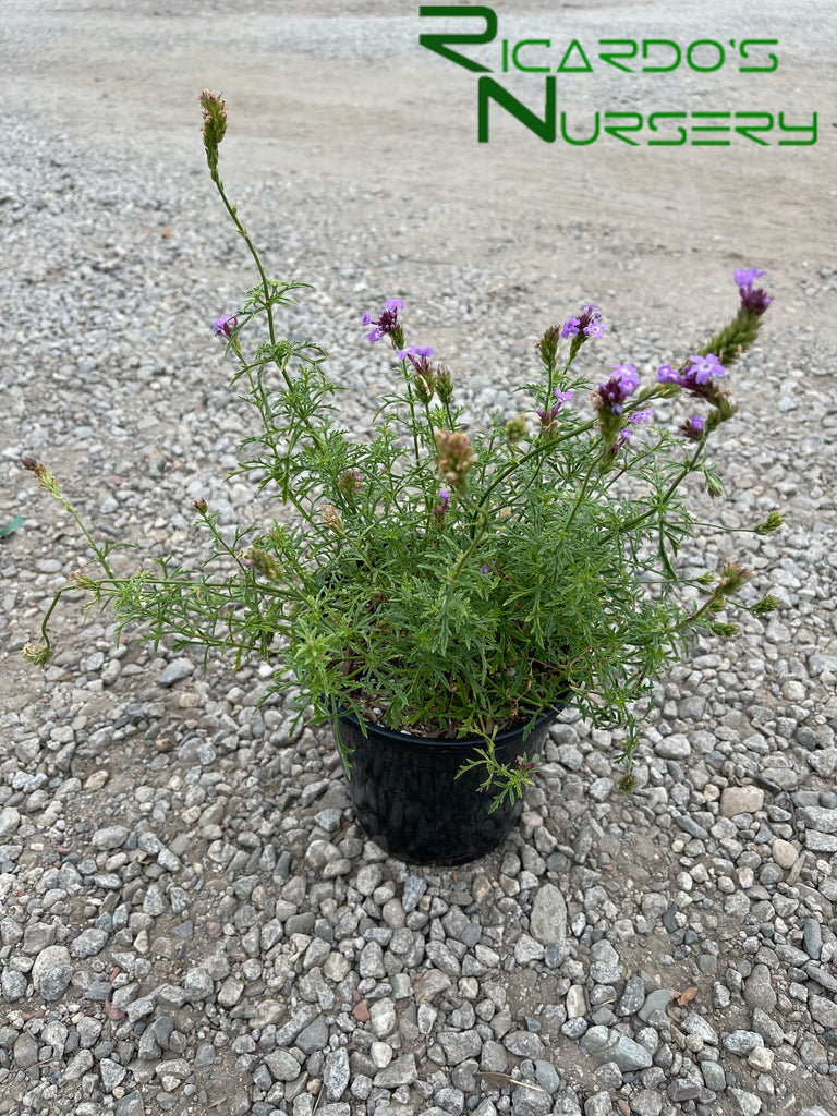 Verbena lilacina 'De La Mina' (Lilac Verbena) – Ricardo's Nursery