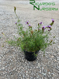 Verbena lilacina 'De La Mina'  (Lilac Verbena)