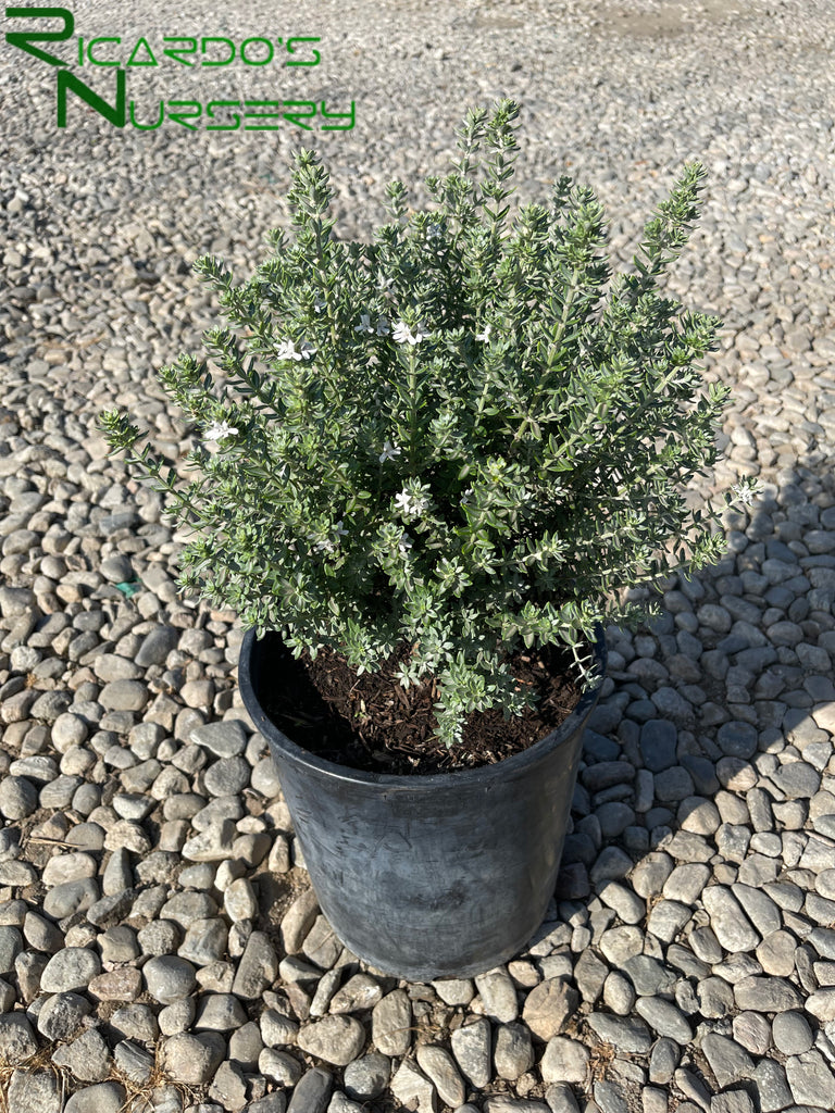 Westringia fruticosa Grey Box (Dwarf Coast Rosemary) – Ricardo's Nursery