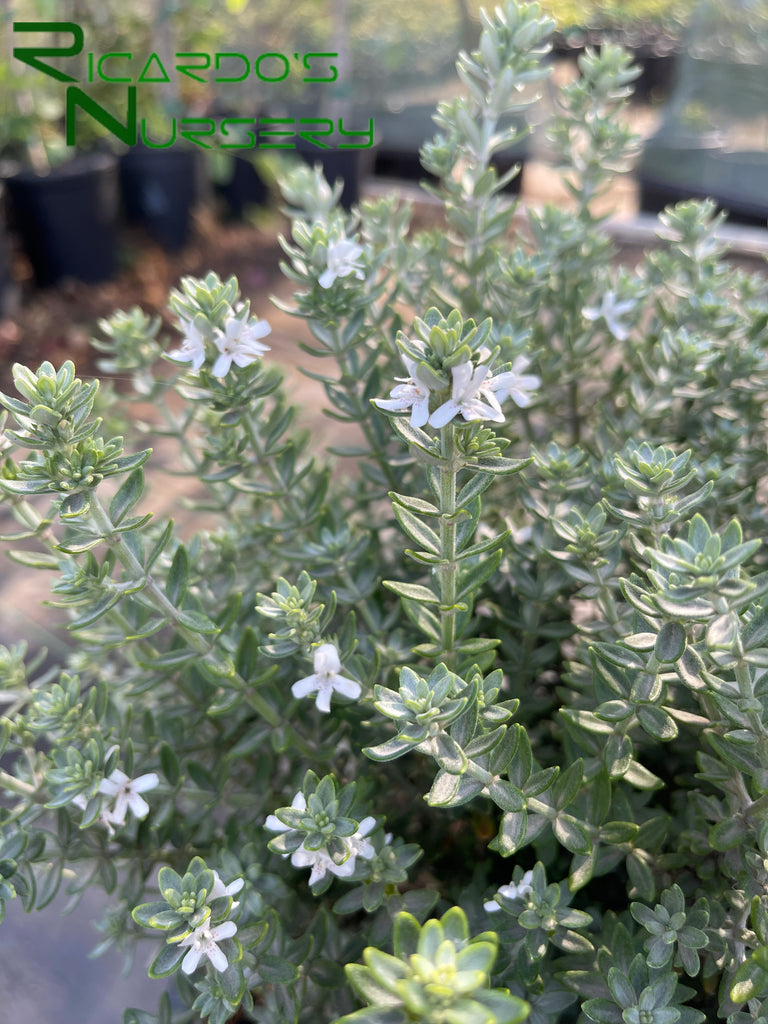 Westringia fruticosa Grey Box (Dwarf Coast Rosemary) – Ricardo's Nursery