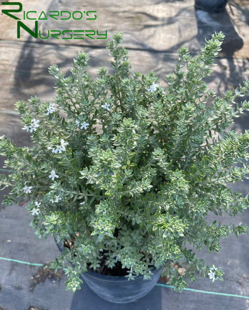 Westringia fruticosa Grey Box (Dwarf Coast Rosemary) – Ricardo's Nursery