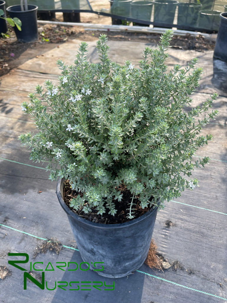 Westringia fruticosa Grey Box (Dwarf Coast Rosemary) – Ricardo's Nursery