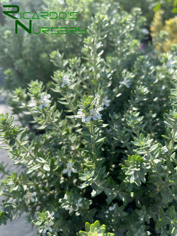 Westringia fruticosa Grey Box  (Dwarf Coast Rosemary)