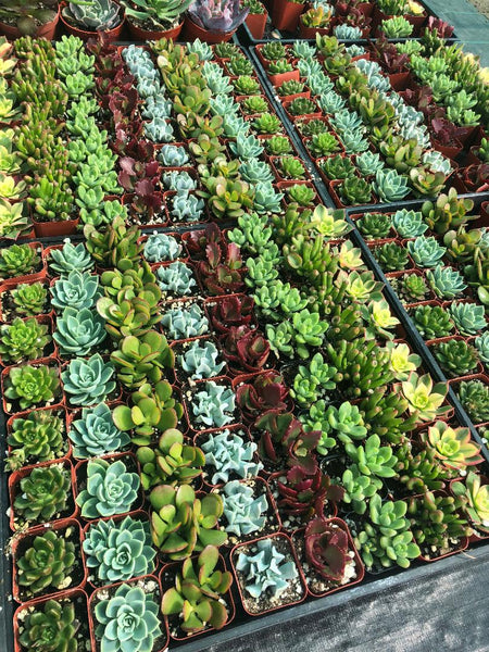 succulents for sale bay area 2" Succulents – Ricardo's Nursery