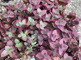 Sedum SunSparkler® Cherry Tart