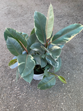 Ficus elastica 'Tineke'  (Variegated Rubber Tree)