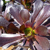Aeonium arboreum 'Atropurpurea'