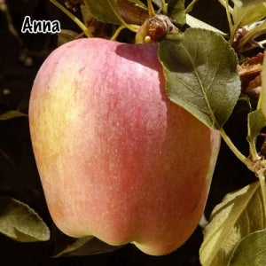 Apple Anna