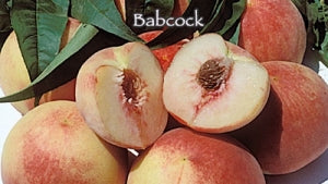 Peach Babcock White