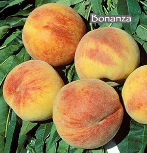 Peach Bonanza Miniature