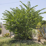 Cercis occidentalis (Western Redbud)