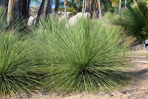 Dasylirion longissimum (Mexican Grass Tree)
