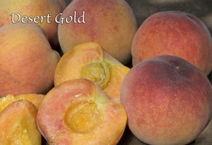 Peach Desert Gold
