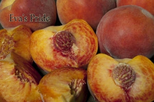 Peach Eva's pride
