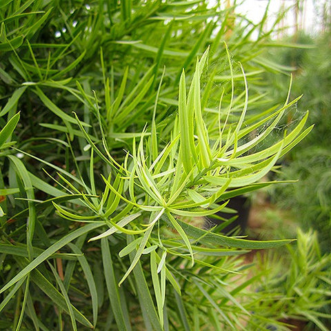 Podocarpus gracilior (Fern Pine)