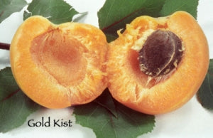 Apricot Gold Kist
