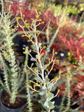 Acacia cultriformis (Knife-Leaf Acacia)