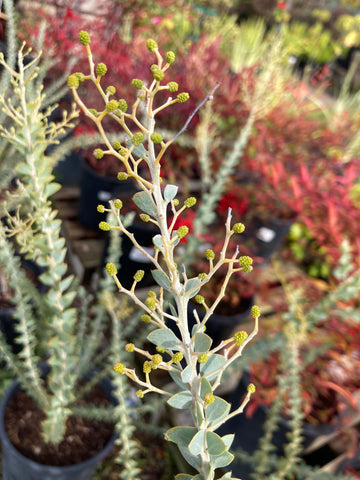 acacia house plant Acacia cultriformis (Knife-Leaf Acacia) – Ricardo's Nursery
