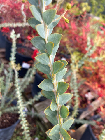 Acacia cultriformis (Knife-Leaf Acacia)