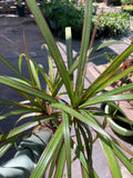 Dracaena marginata Cane
