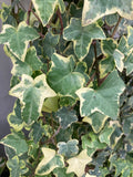 English Ivy Variegated Staked