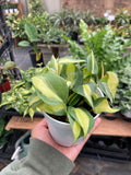 Philodendron Brasil