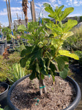 Fig Panache (Variegated Fig)